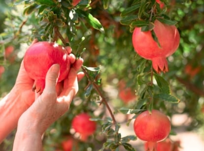 A gardener reaches up to harvest ripe, round pomegranates with reddish-orange skin from a tree laden with green leaves.