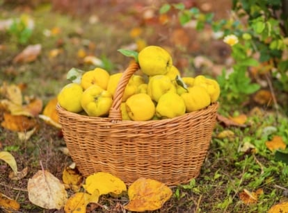 A wicker basket sits on green grass scattered with fallen autumn leaves, filled with freshly picked quince fruits that are round to slightly oval with bright yellow skin.