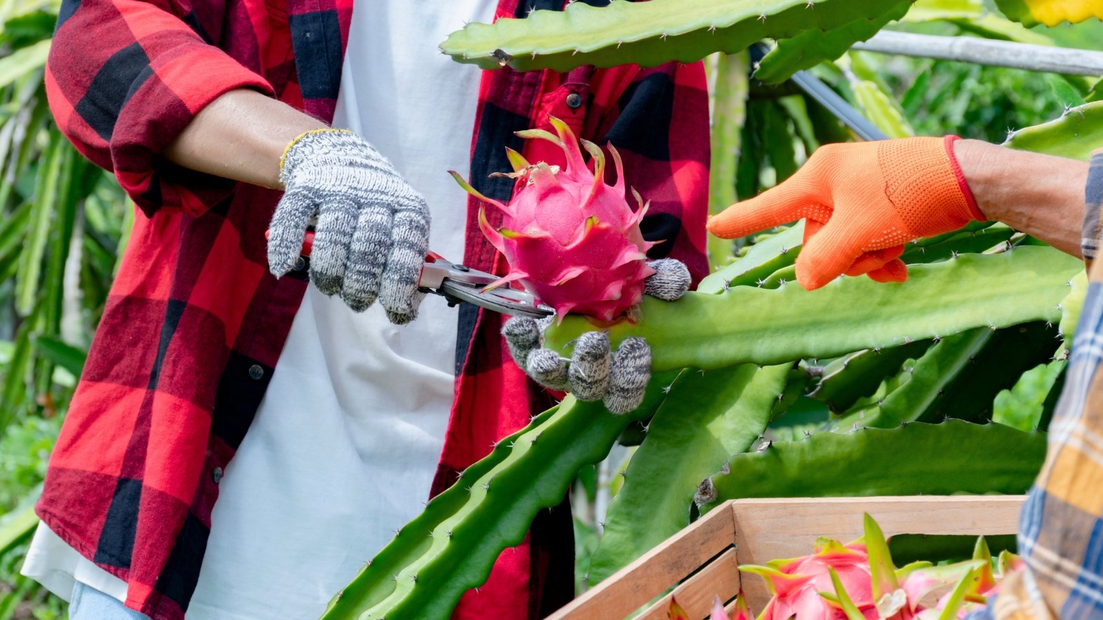 Two gardeners wearing gloves harvest dragon fruits, with one using pruning shears to cut a ripe fruit from the stem while the other holds a wooden box full of freshly picked fruits and points to the proper cutting spot.