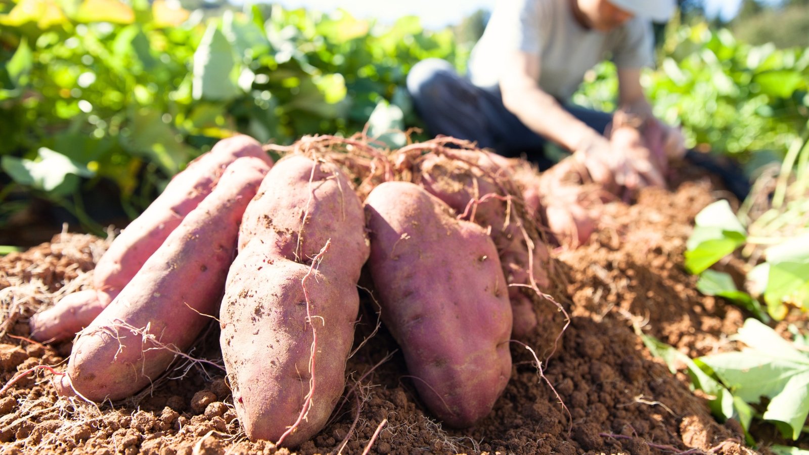 A close-up shows freshly dug sweet potato tubers, oval to slightly oblong and pink, nestled in loose soil under the sun in a garden.
