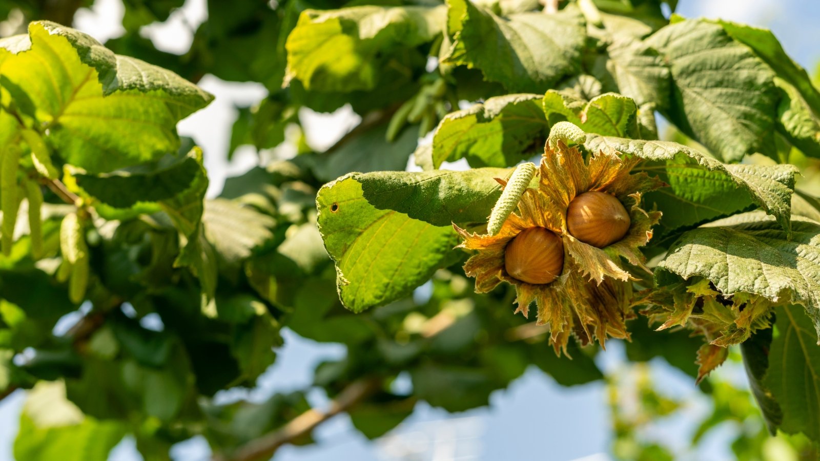 Tree branches with round, brownish-green nuts partially encased in leafy husks and broad, serrated green leaves.