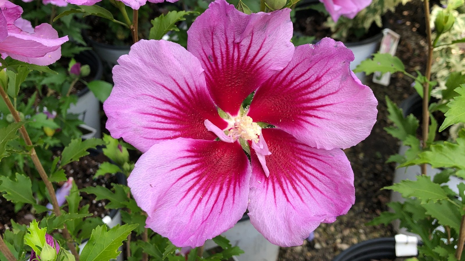 Delicate orchid-pink flower with smooth, overlapping petals and a darker pink-red center stand out against medium green, lobed leaves with serrated edges.