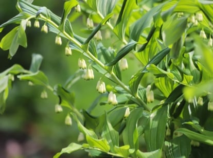 Polygonatum plant with arching stems, broad green leaves, and dangling white flowers, resembling hosta lookalikes in the garden.