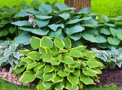 Various hosta varieties with a mix of blue, green, and gold leaves, displaying diverse shapes and textures, are perfect to plant in October.