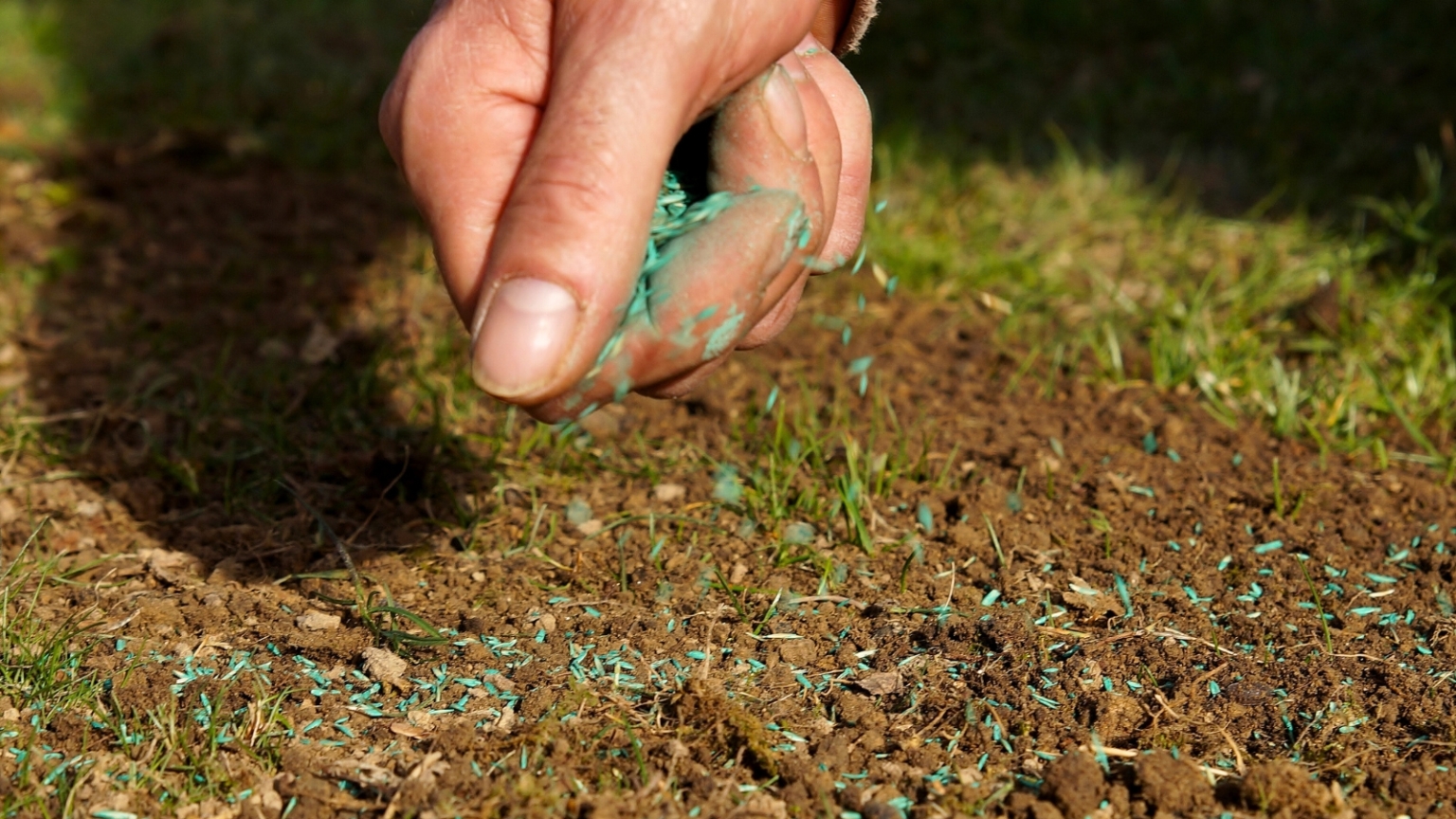 When and How To Overseed Your Lawn