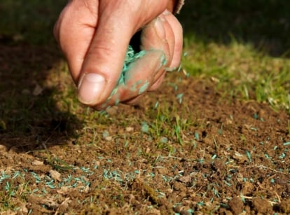 A close-up of a man's hand shows how to overseed a lawn by sowing green grass seeds in a garden.