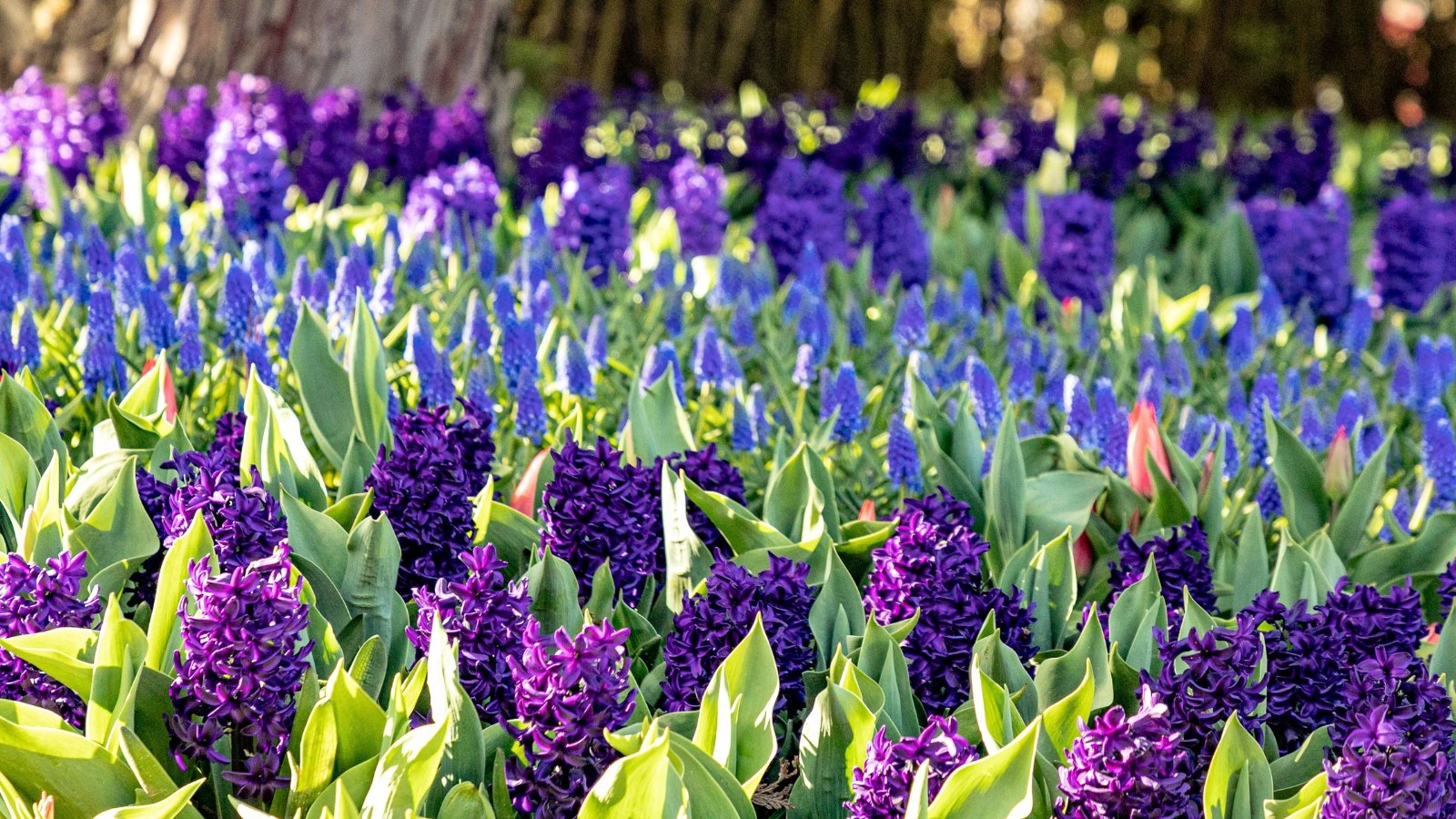Clusters of fragrant purple hyacinths, spiky blue muscari, and upright pink tulips with gently curved petals bloom together above lush green foliage.