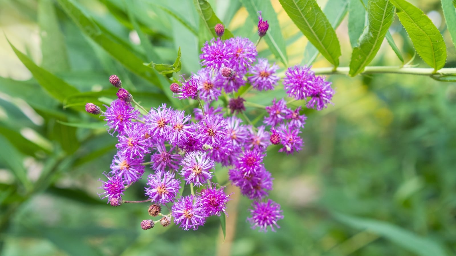 Tall, sturdy stems rise from lance-shaped green leaves with slightly serrated edges, topped with clusters of vibrant purple, fluffy, thistle-like flowers.