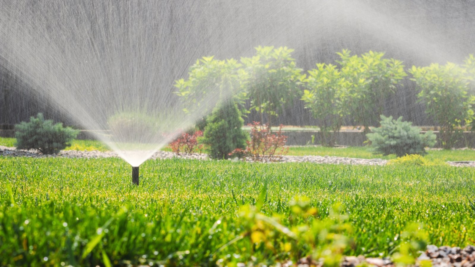 Water sprinkler spraying a fine mist over a green backyard lawn on a sunny day, with landscaped shrubs and greenery in the background.