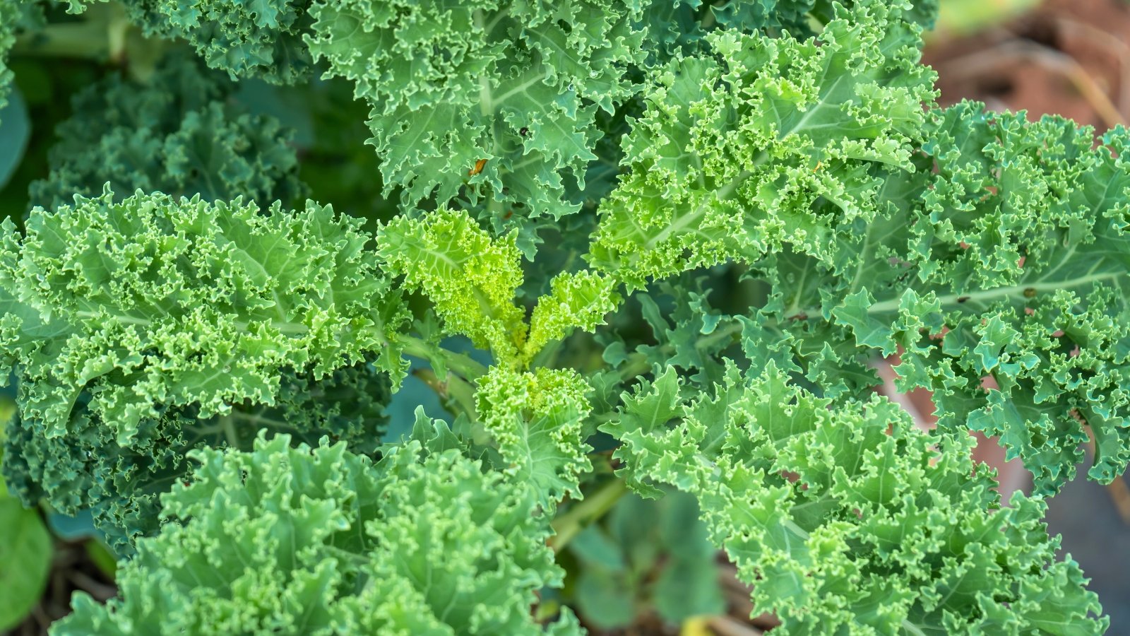 A close-up view of ruffled, dark green foliage with a prominent texture and bright new growth at the center.