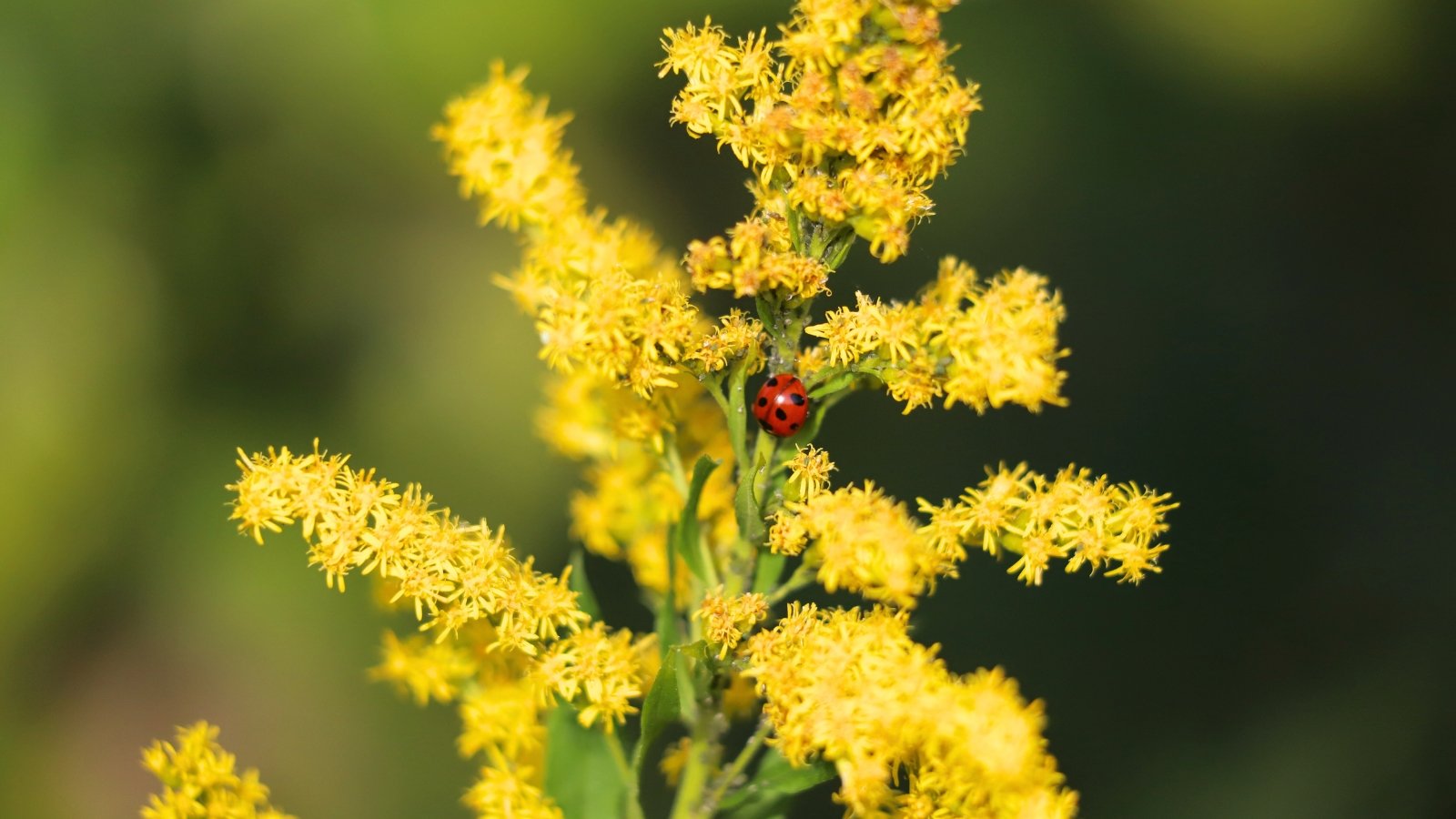 A bright red ladybug with black spots crawls across the clusters of small, golden yellow flowers of a blooming goldenrod.