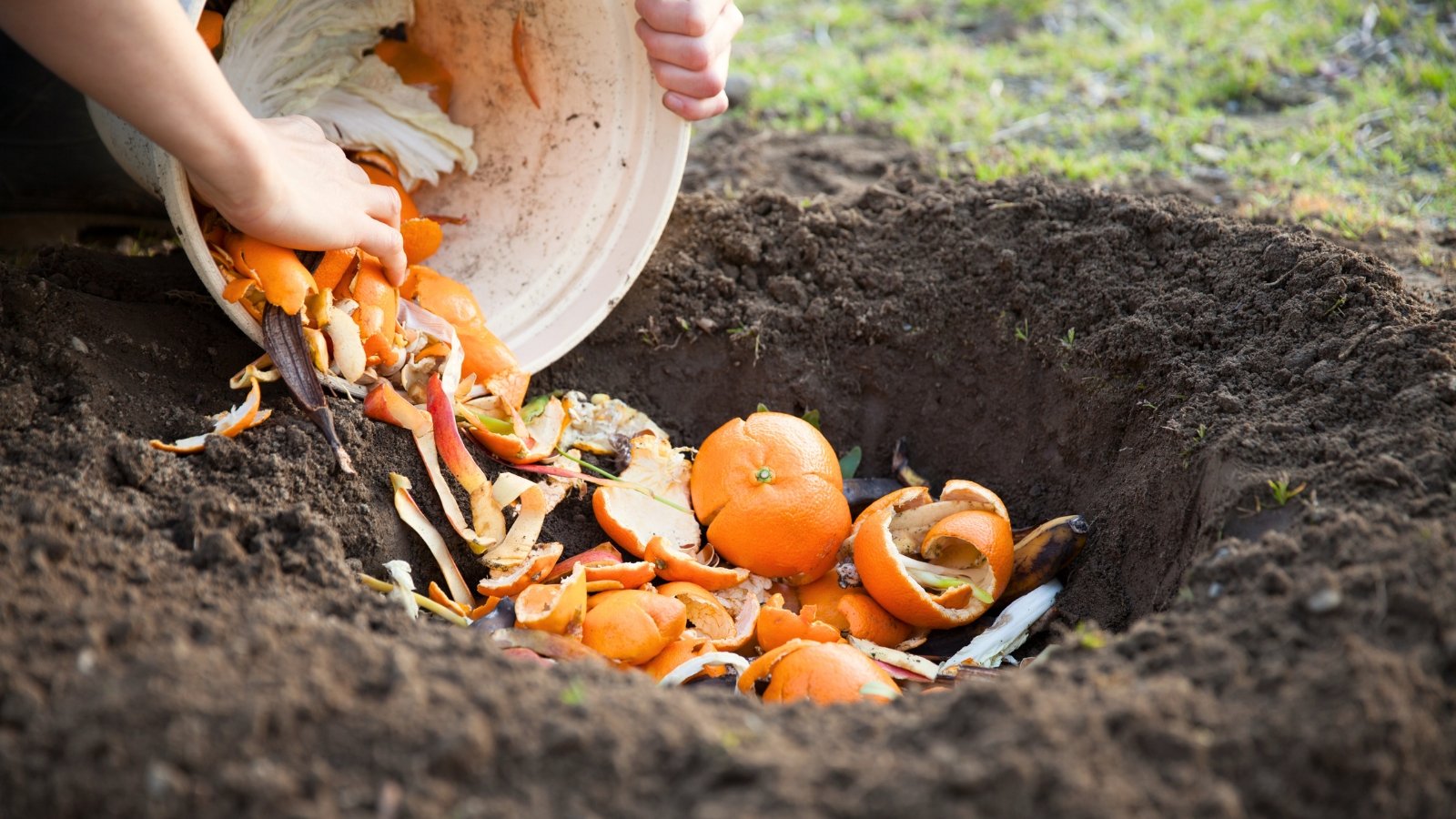 A man pours vegetable and fruit peels from a white bucket into a hole dug in the soil for composting.