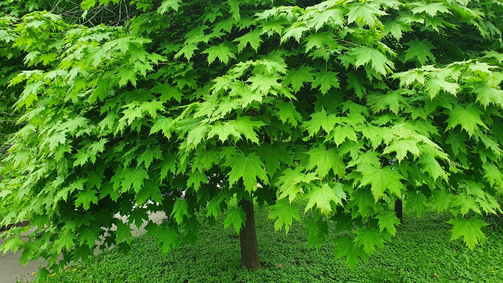 Spreading branches are covered with lobed, palmate leaves with serrated edges in vibrant shades of green, creating a dense, textured canopy.