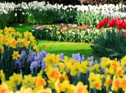 A vibrant meadow of fall bulbs displays blooming tulips, daffodils, and hyacinths in a mix of colors, with slender green leaves and sturdy stems rising from the soil.