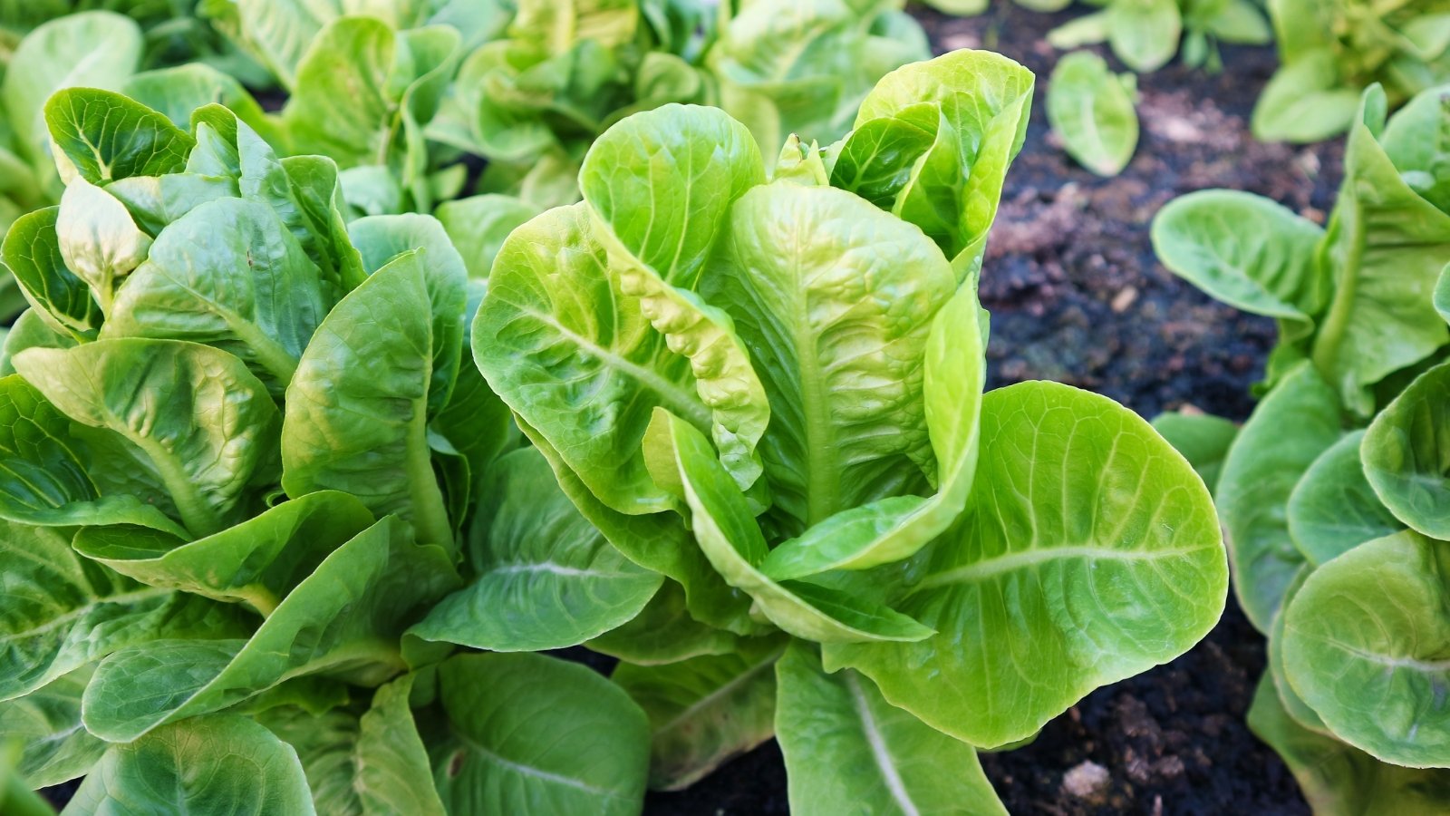 Compact leafy greens with small, tightly packed heads of crisp, upright leaves that are bright green with slightly ruffled edges, growing neatly in the garden bed.