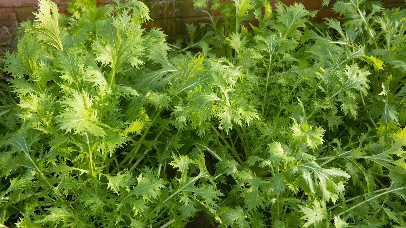 Clusters of bright green, deeply serrated, feathery leaves growing upright in a garden bed.