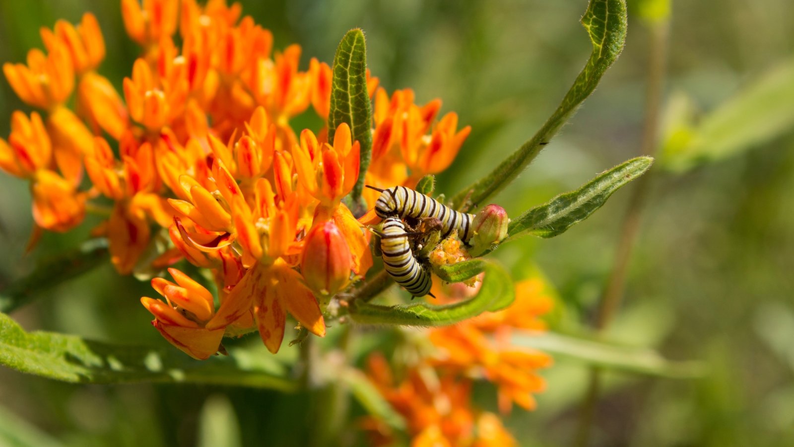 Monarch caterpillar with black, white, and yellow stripes feeding on bright orange butterfly weed flowers.