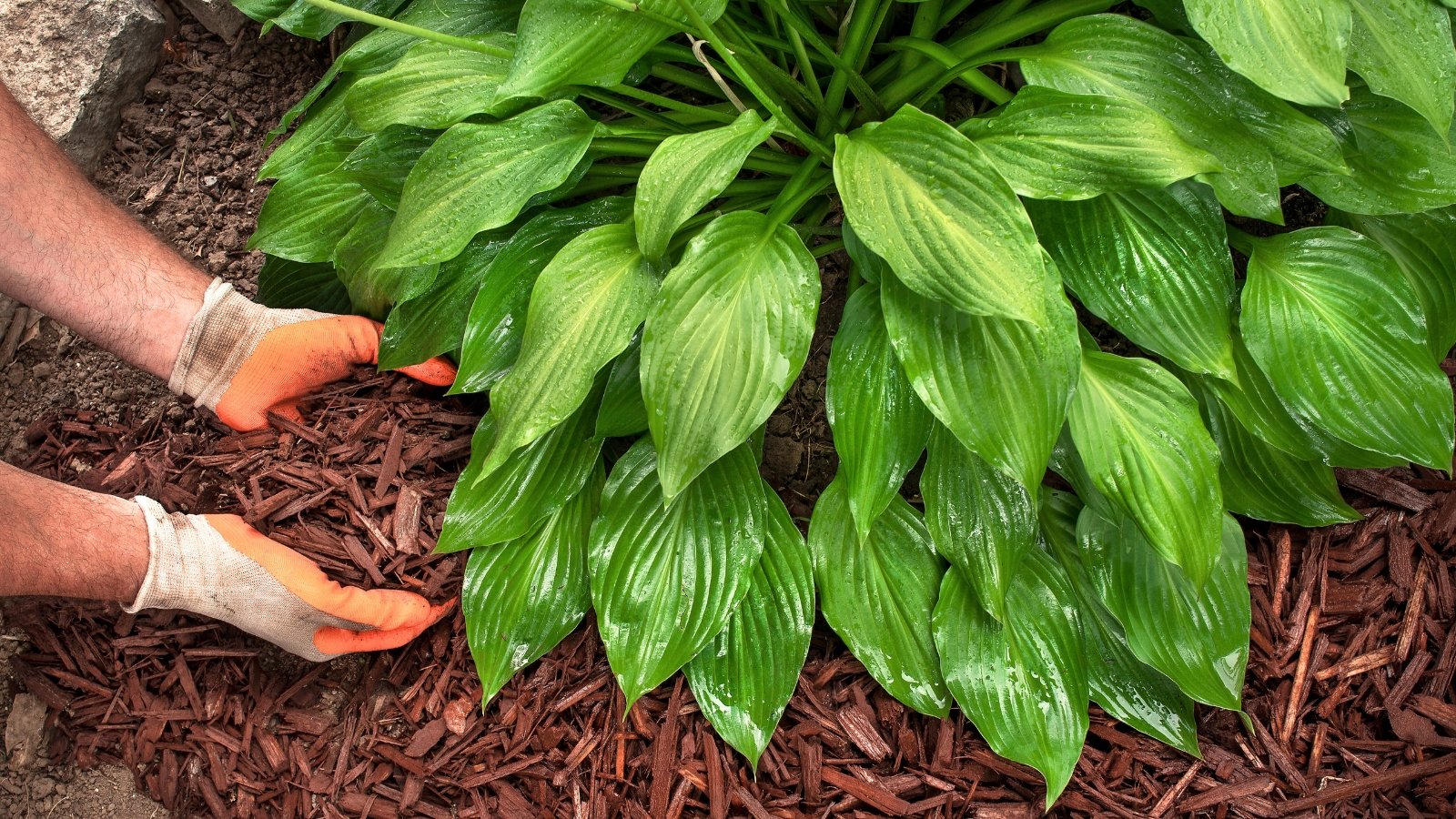 Gardener’s hands in white and orange gloves spreading dark brown mulch chips around the base of a hosta plant.
