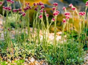 Clusters of tiny pink button-like flowers sit atop slender upright stems above a carpet of silvery-green, spoon-shaped, fuzzy leaves, forming a soft fall native ground cover in the garden.