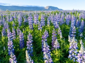 A dense field of native wildflowers that need winter stratification with tall purple-blue flower clusters above green foliage under a clear sky.
