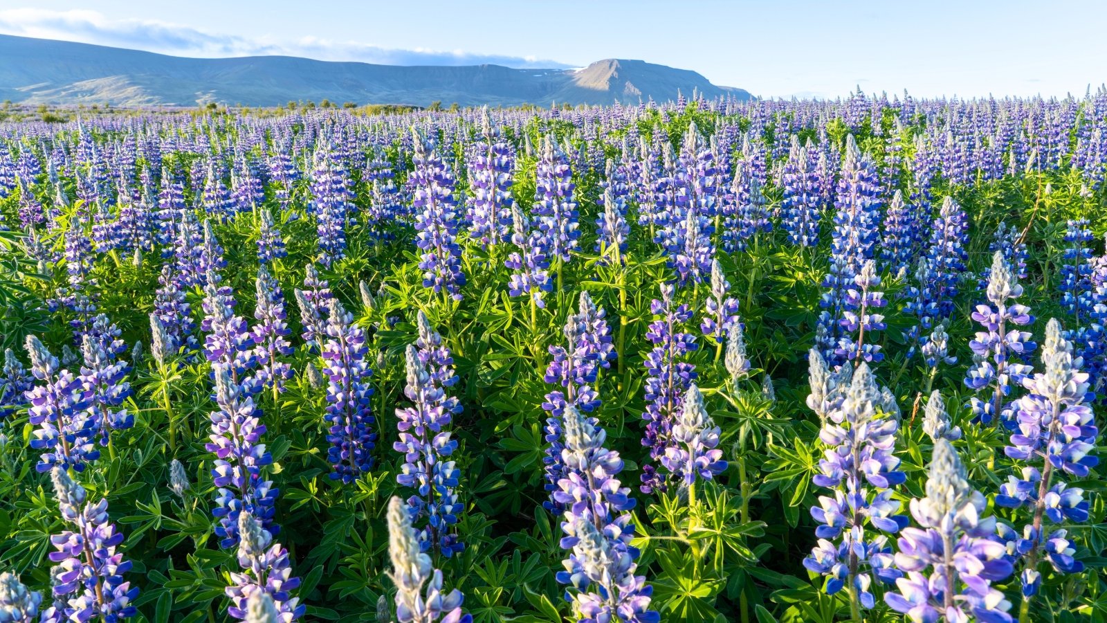 A dense field of native wildflowers that need winter stratification with tall purple-blue flower clusters above green foliage under a clear sky.