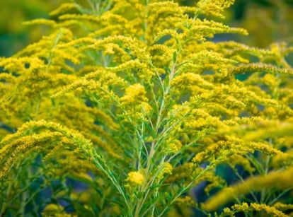 Tall, slender stems with lance-shaped green leaves are crowned by arching clusters of tiny golden-yellow blossoms, showcasing the bright beauty of native wildflowers Carolina gardens are known for.