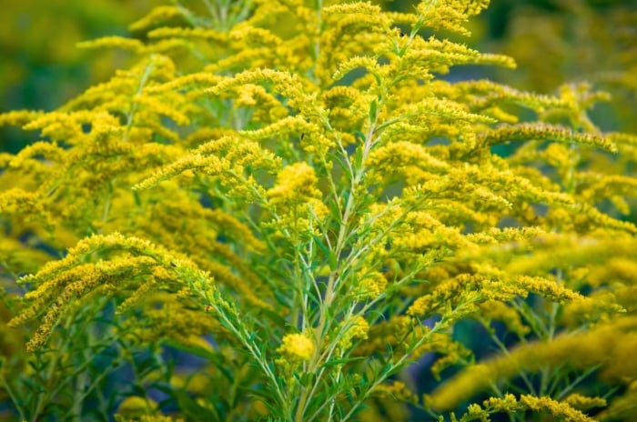 Tall, slender stems with lance-shaped green leaves are crowned by arching clusters of tiny golden-yellow blossoms, showcasing the bright beauty of native wildflowers Carolina gardens are known for.
