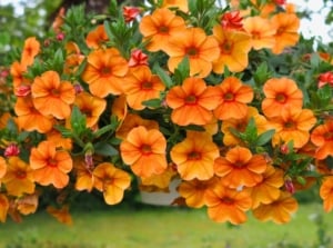 A hanging basket of blooming october container plants with small bright orange flowers and reddish centers.