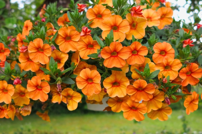 A hanging basket of blooming october container plants with small bright orange flowers and reddish centers.