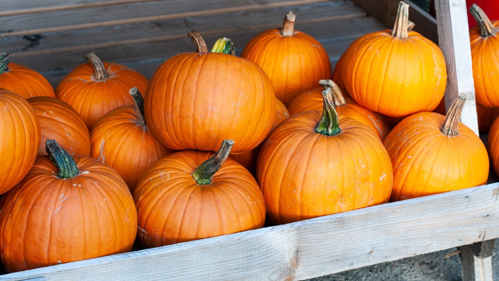 Small, round, bright orange pumpkins with smooth, slightly ribbed skin and sturdy green-brown stems are neatly arranged on a wooden storage shelf.