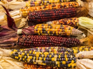 Ripe multicolored ornamental corn varieties, their cobs with dry, papery husks and vibrant kernels arranged neatly in a row.