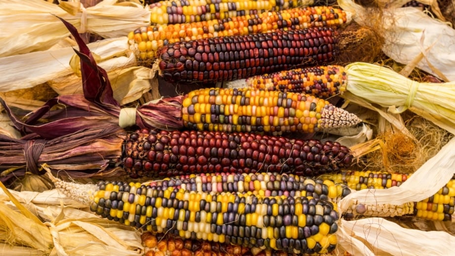 Ripe multicolored ornamental corn varieties, their cobs with dry, papery husks and vibrant kernels arranged neatly in a row.