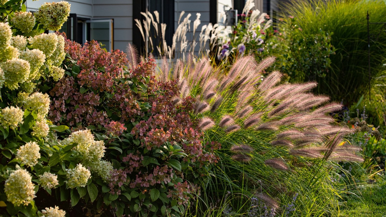 Red head ornamental grasses pennisetum alopercuroides witth it’s whimsical plumes highlighted by the late afternoon sun, miscanthus sinensis and limelight hydrangeas create a beautiful garden