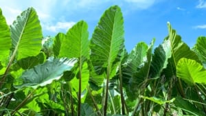 12 Striking Outdoor Plants With Really Big Leaves