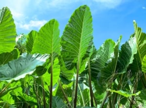 Outdoor plants with big leaves featuring tall with heart-shaped green foliage against a blue sky.