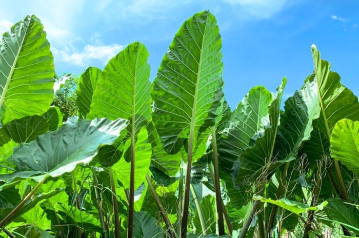 Outdoor plants with big leaves featuring tall with heart-shaped green foliage against a blue sky.