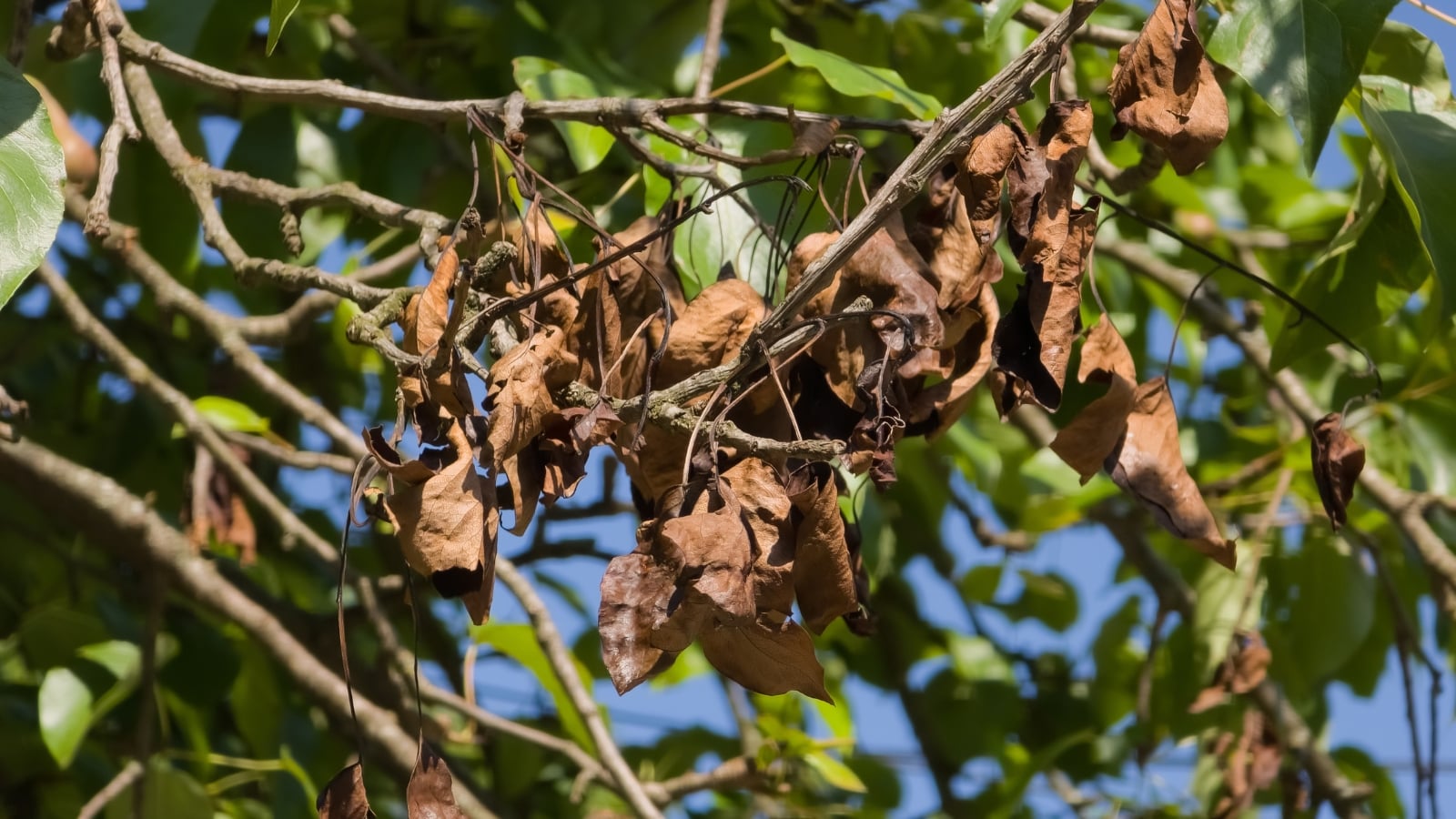 A pear branch affected with fire blight, showing blackened, shriveled leaves and wilted twigs that appear scorched, with dark sunken areas along the bark.