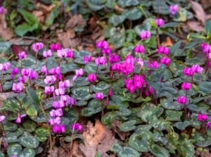 This perennial blooms in extreme shade, producing magenta and pink flowers on reddish stems above rounded leaves.