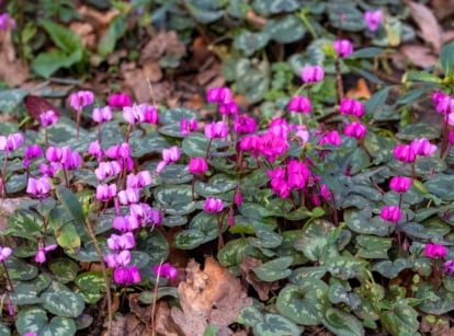 This perennial blooms in extreme shade, producing magenta and pink flowers on reddish stems above rounded leaves.