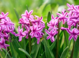 Perennial bulbs planted in October produce dense clusters of fragrant, tubular pink flowers with tightly packed petals atop thick, strap-shaped green leaves.