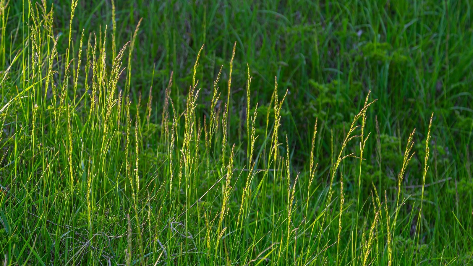 Bright green grass with narrow, pointed leaves and slender, upright flowering spikes composed of tightly packed florets rising above the foliage.