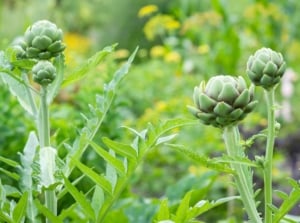 Perennial vegetables with bold, deeply lobed and spiky green leaves form a dramatic base around globe-shaped, tightly layered green buds that are ideal for sowing in October.