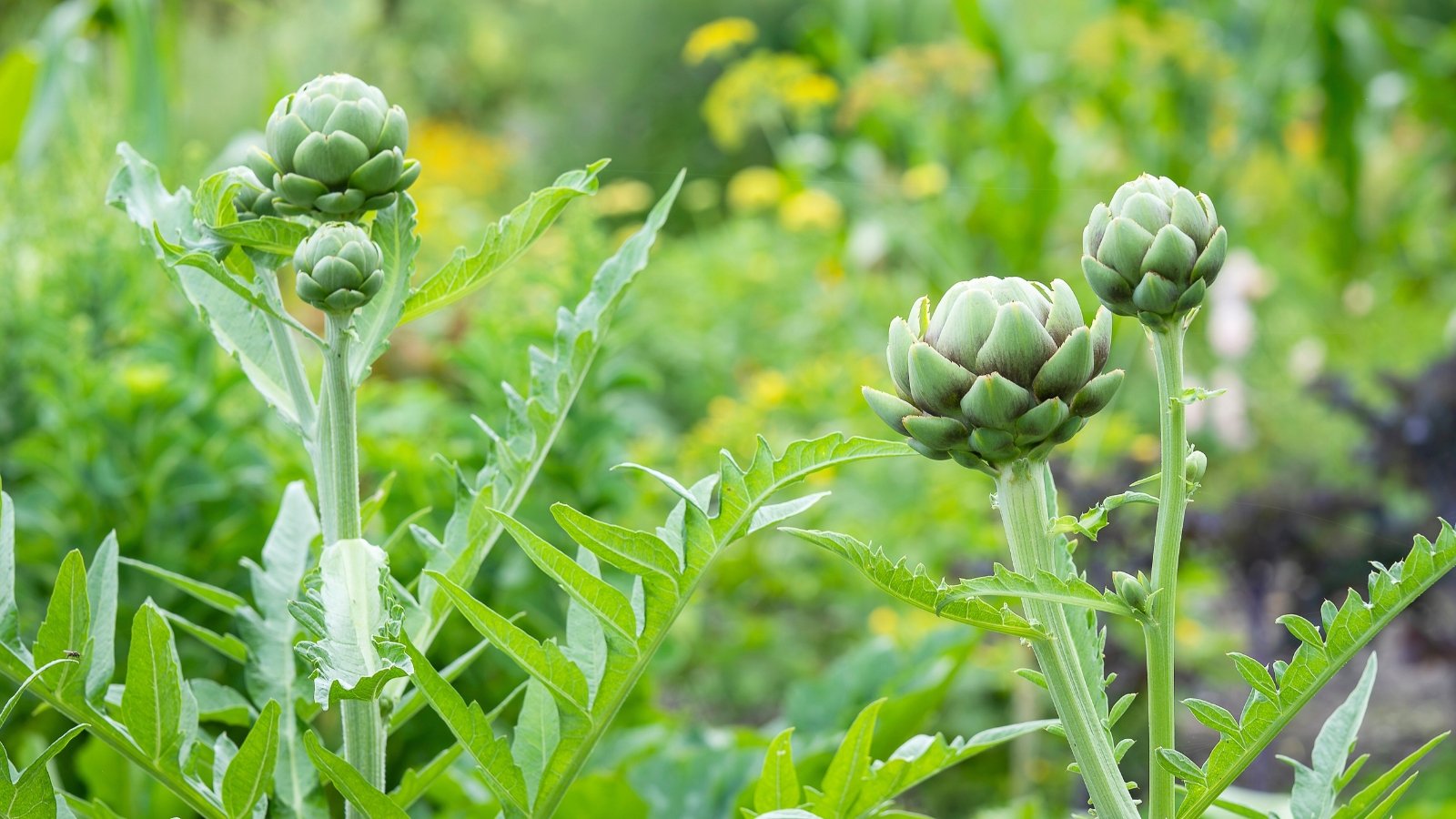 Perennial vegetables with bold, deeply lobed and spiky green leaves form a dramatic base around globe-shaped, tightly layered green buds that are ideal for sowing in October.
