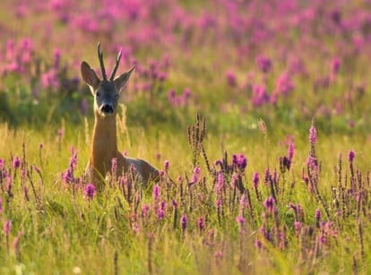 A field of perennials deer hate with tall stalks and clustered purple and pink blossoms.