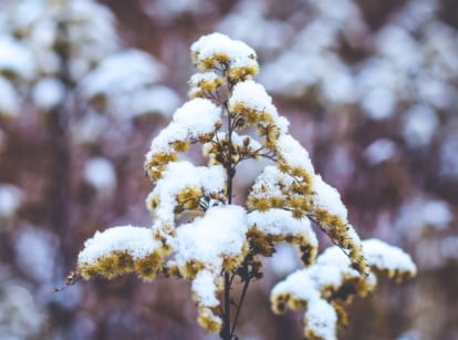 Perennials leave standing through winter, withered and covered in white snow on their dry, yellowish-brown inflorescences.