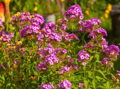 Bright purple phlox flowers bloom again alongside vibrant yellow Black-eyed Susans with dark centers, surrounded by green foliage in a sunny autumn garden.