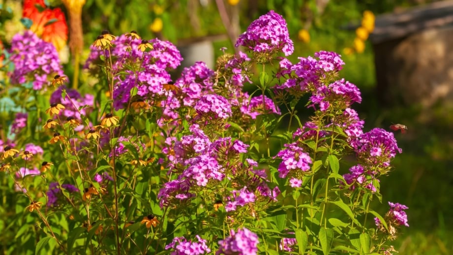 Bright purple phlox flowers bloom again alongside vibrant yellow Black-eyed Susans with dark centers, surrounded by green foliage in a sunny autumn garden.