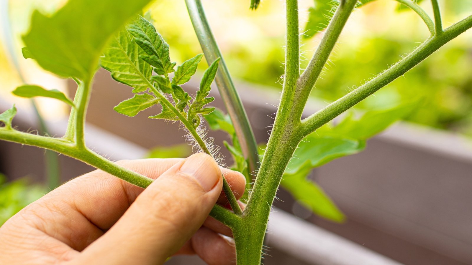 Close-up of a woman’s hand pinching off a small side shoot from a green tomato plant.