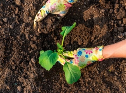 A pair of gloved hands planting an October plant seedling with large, rounded leaves in dark soil.