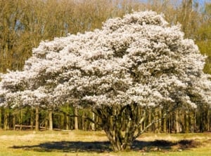 A grassy field shows a large, rounded native tree in full white bloom, which you can plant in September.